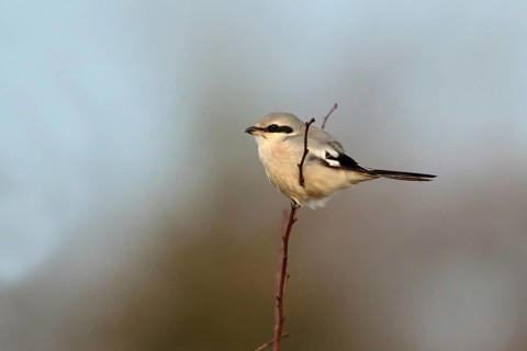 Great Grey Shrike (Lanius excubitor) male, Utrecht, Netherlands