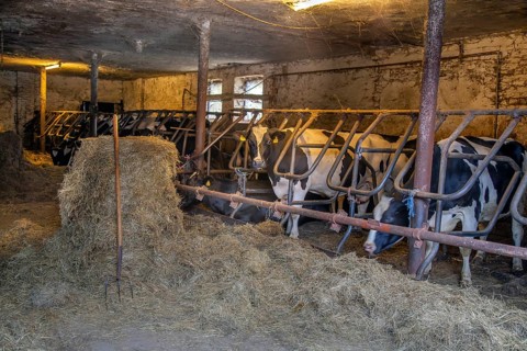 Feeding in the historic cowshed
