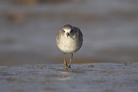 Grey plover (Pluvialis squatarola) adult bird in winter plumage walking on a mudflat, England,