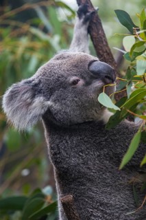 Koala (Phascolarctos cinereus), Lone Pine sanctuary, Brisbane, Queensland, Australia