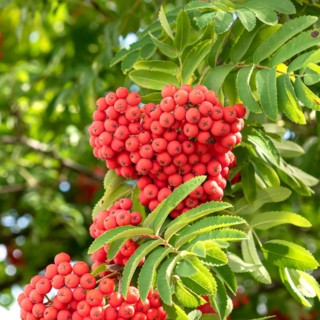 Noble european rowan (Sorbus aucuparia var. edulis), Cambridge Botanical Garden, Germany