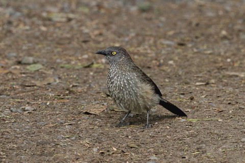 Arrow-marked Babbler (Turdoides jardineii), Lake Baringo, Kenya