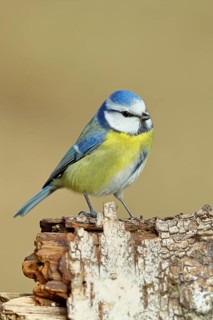 Blue tit (Parus caeruleus), sitting on dead wood, Wilnsdorf, North Rhine-Westphalia, Germany