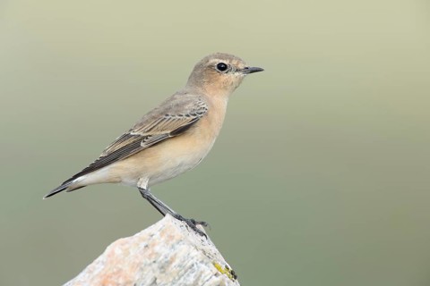 Northern Wheatear (Oenanthe oenanthe) female, Dovrefjell, Norway