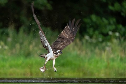 Western osprey (Pandion haliaetus) hunting, Aviemore, Scotland, Great Britain