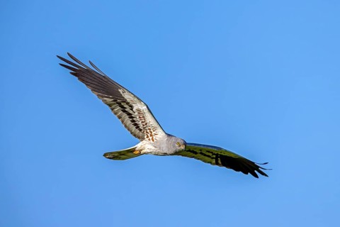 Montagu's harrier (Circus pygargus) adult male in flight against blue sky showing underside of