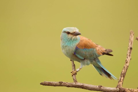 European Roller (Coracias garrulus) female perched on a branch, Serbia