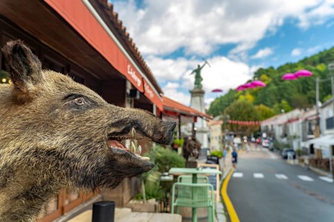 Stuffed head of a wild boar on the main road in Zonza, Corsica, France