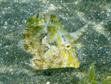 Yellow filefish, seagrass filefish (Acreichthys tomentosus), on a sandy seabed in green