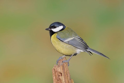 Great Tit (Parus major) perched on a tree stump, Wilnsdorf, North Rhine-Westphalia, Germany