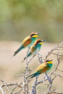 European bee-eaters (Merops apiaster) sitting on a branch, Spain