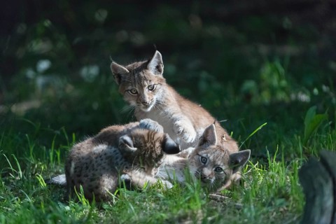 Eurasian lynx, Lynx lynx. Three young animals playing in green grass with a dark forest in the