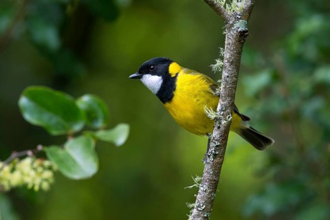 Australian Golden Whistler (Pachycephala pectoralis) male, Victoria, Australia