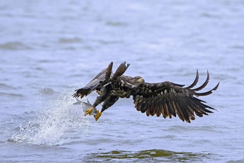 White-tailed eagle, Eurasian sea eagle, erne (Haliaeetus albicilla) juvenile catching fish in its