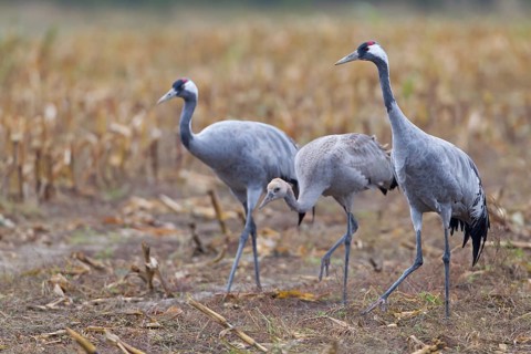 Common Crane (Grus grus) foraging, Mecklenburg-Western Pomerania, Germany