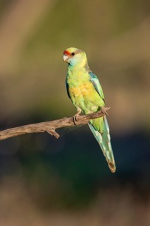 Mallee Ringneck (Barnardius zonarius barnardi), New South Wales, Australia