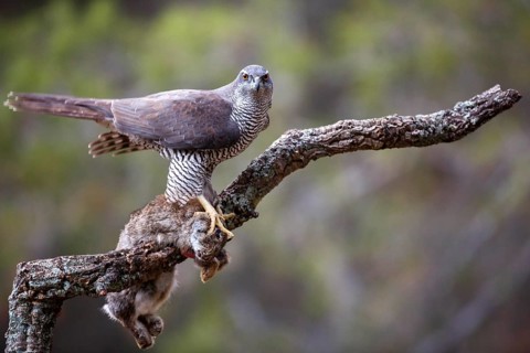Northern Goshawk (Accipiter gentilis) female with prey, Madrid, Spain