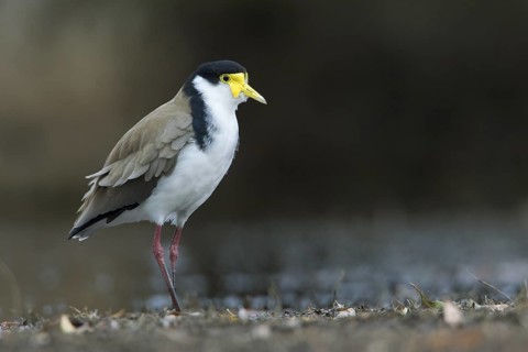 Masked Lapwing (Vanellus miles), Victoria, Australia