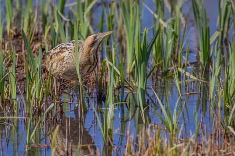 Great or Eurasian bittern (Botaurus stellaris) adult heron bird in a reedbed in spring, RSPB
