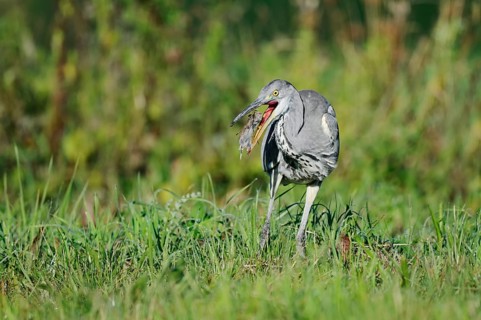 Grey heron (Ardea cinerea) standing in a meadow and eating a field mouse, North Rhine-Westphalia,