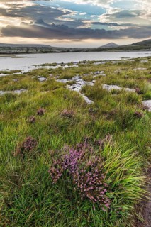 Blossoming karst landscape, lake on the horizon, evening sky, Burren National Park, County Clare,
