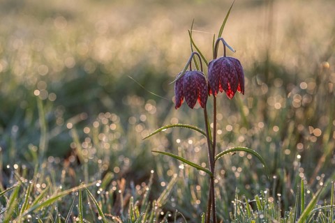 Snake's Head Fritillary (Fritillaria meleagris), Emsland, Lower Saxony, Germany