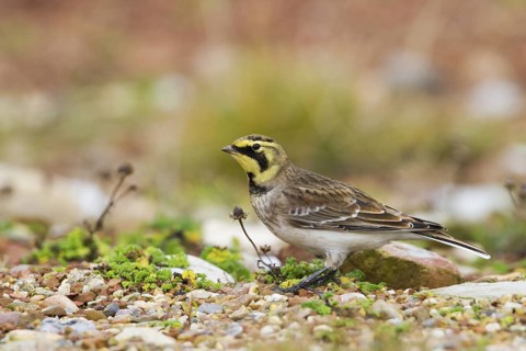 Horned Lark (Eremophila alpestris), Schleswig-Holstein, Germany