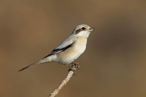 Animals, birds, shrike, great grey shrike, great grey shrike, (Lanius meridionalis), animals,