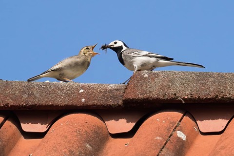 A white wagtail (Motacilla alba) feeds a young bird on a roof under a cloudless blue sky, Hesse,