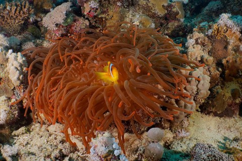 Bubble anemone (Entacmaea quadricolor)