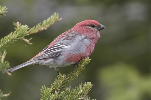 Pine Grosbeak (Pinicola enucleator) male, Manitoba, Canada