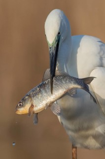 Great Egret (Ardea alba) with fish prey in beak, Subotica, Serbien