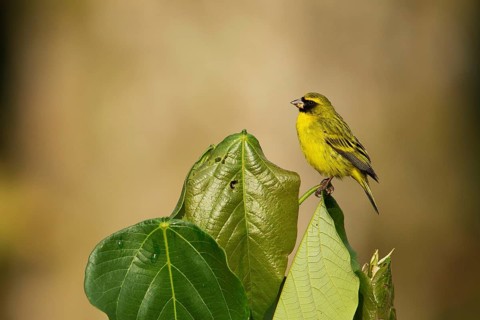 African Citril (Crithagra citrinelloides citrinelloides), Kafa, Ethiopia