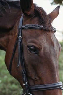 A detailed close up of a horse eye, showcasing the intricate features and texture of its skin and