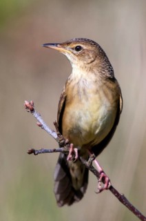 Brandenburg, Common Grasshopper Warbler, Germany, Grasshopper Warbler, Locustella Naevia, Nabu,
