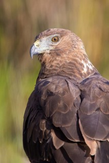 Swamp Harrier (Circus approximans) female, Victoria, Australia