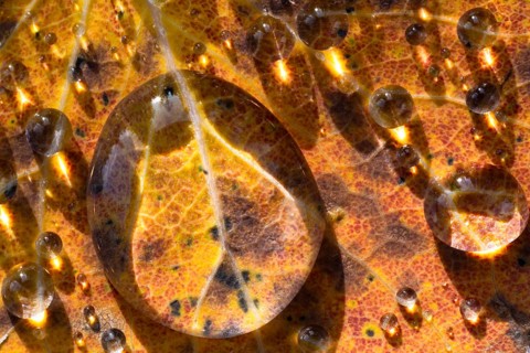 Water drops on leaves, Gällivare, Norrbotten, Lapland, Sweden, October 2023