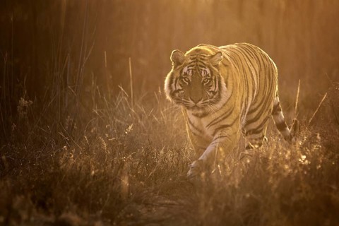 Bengal Tiger (Panthera tigris) male walking in backlight, captive, Philippolis, South Africa