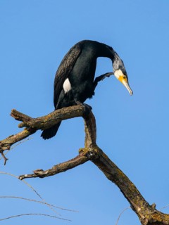 Great Cormorant (Phalacrocorax carbo), in breeding plumage, perched on a tree branch, scratching