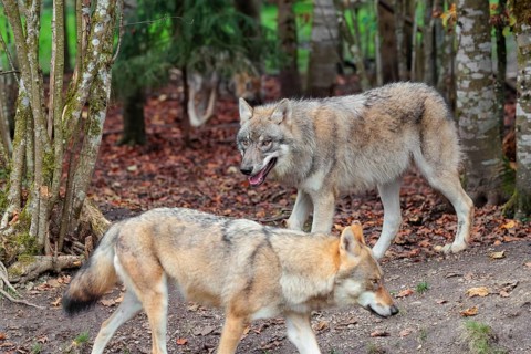 A young grey wolf (Canis lupus lupus) stands in the forest on an overcast day, looking at his