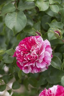Climbing rose (Rosa COLIBRI), Germany