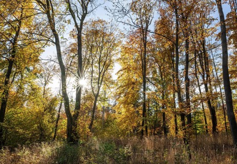 Beech forest, copper beech (Fagus sylvatica) in autumn with colourful leaves, backlit with sun