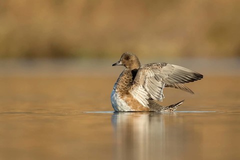 Smient eclipse laag standpunt vleugels open, Eurasian Wigeon eclipse with open wings low point of