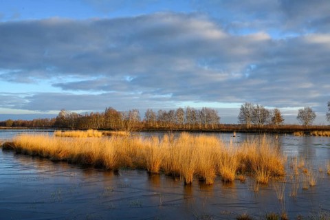 Wide, wintry Goldenstedt moor with pipe grass in the evening light, Goldenstedt, Lower Saxony,