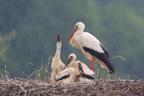 White Stork (Ciconia ciconia) with chicks in nest begging for food, North Rhine-Westphalia, Germany