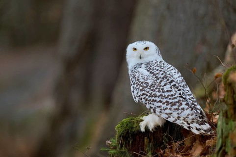 Snowy owl (Bubo scandiacus) captive, Czech Republic