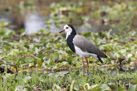 Long-toed Lapwing (Vanellus crassirostris), Lake Naivasha, Kenya