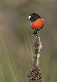 Scarlet Robin (Petroica boodang) male, Victoria, Australia