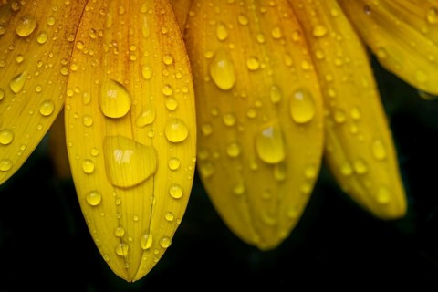 Detailed macro photograph of sunflower petals, sunflower (Helianthus annuus) with shiny raindrops