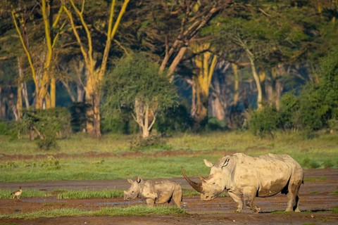 A serene scene capturing two rhinos, an adult and a calf grazing on the grassy plains of Lake